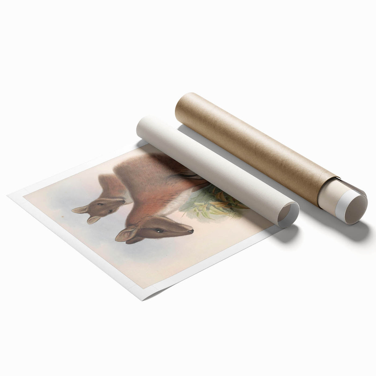 Vintage Wallaby Illustration – Classic Wildlife Art Print