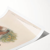 Vintage Wallaby Illustration – Classic Wildlife Art Print