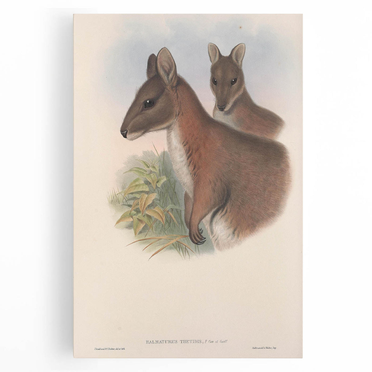 Vintage Wallaby Illustration – Classic Wildlife Art Print