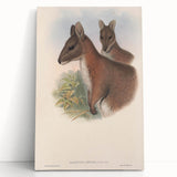 Vintage Wallaby Illustration – Classic Wildlife Art Print