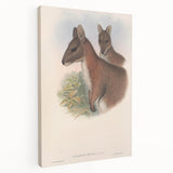 Vintage Wallaby Illustration – Classic Wildlife Art Print