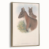 Vintage Wallaby Illustration – Classic Wildlife Art Print