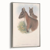 Vintage Wallaby Illustration – Classic Wildlife Art Print