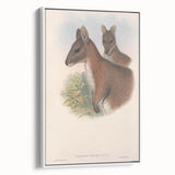 Vintage Wallaby Illustration – Classic Wildlife Art Print