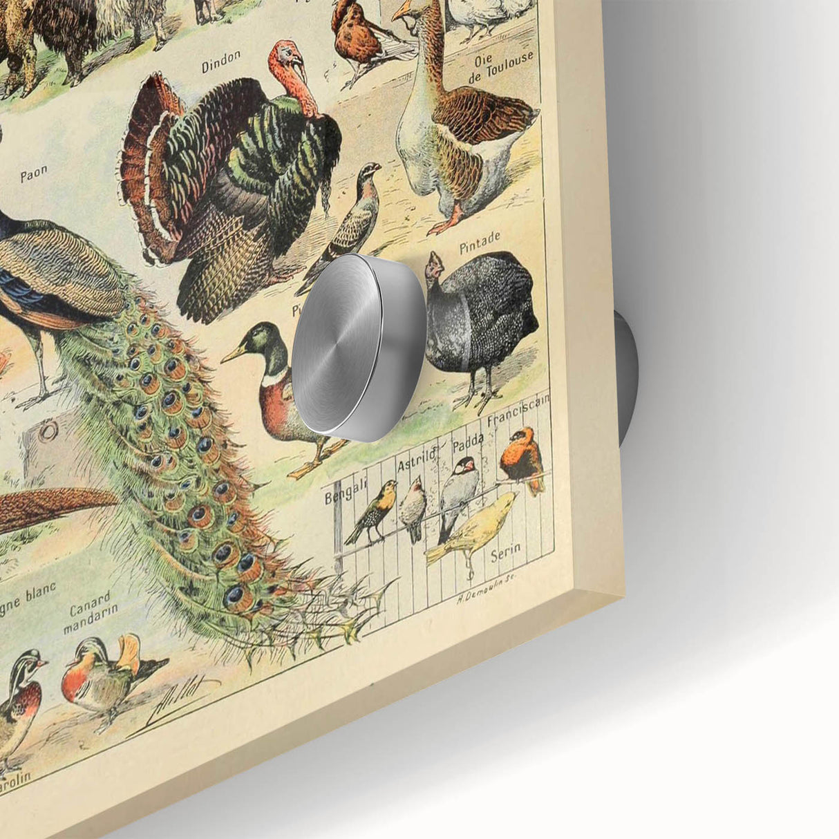 Vintage Domestic Animals Illustration – Farmhouse Wall Art Print