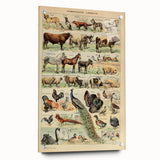 Vintage Domestic Animals Illustration – Farmhouse Wall Art Print