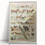 Vintage Domestic Animals Illustration – Farmhouse Wall Art Print