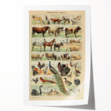 Vintage Domestic Animals Illustration – Farmhouse Wall Art Print