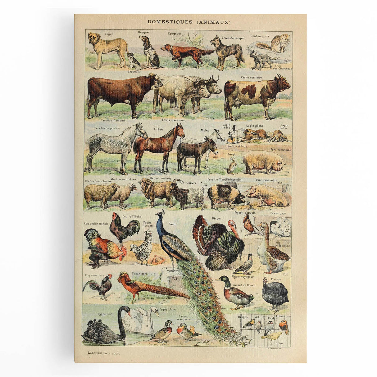 Vintage Domestic Animals Illustration – Farmhouse Wall Art Print