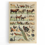 Vintage Domestic Animals Illustration – Farmhouse Wall Art Print