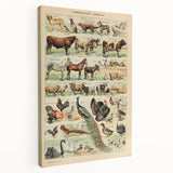 Vintage Domestic Animals Illustration – Farmhouse Wall Art Print