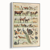 Vintage Domestic Animals Illustration – Farmhouse Wall Art Print