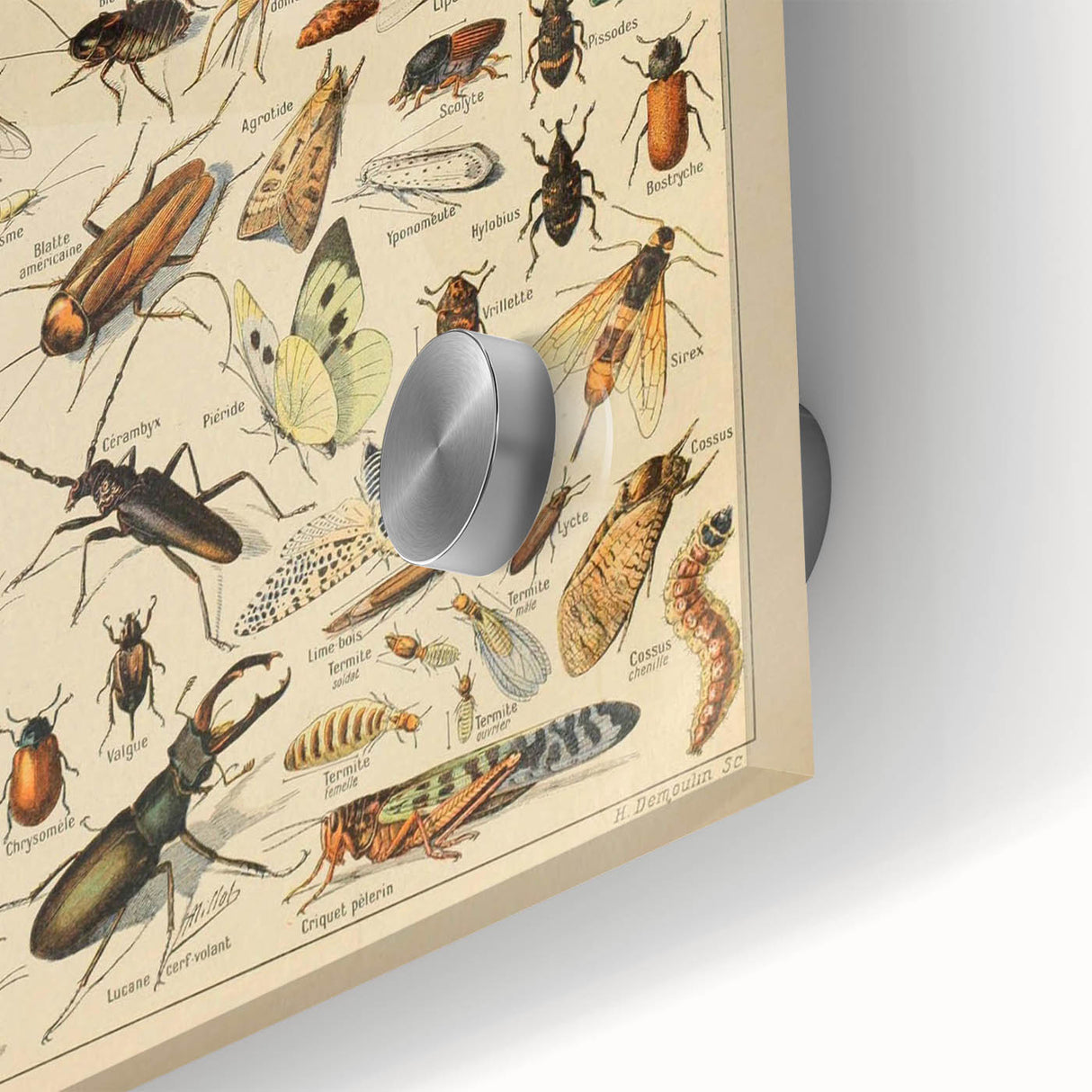 Vintage Animal Art: Scientific Insect Illustration Wall Print