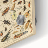Vintage Animal Art: Scientific Insect Illustration Wall Print