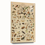 Vintage Animal Art: Scientific Insect Illustration Wall Print