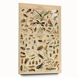 Vintage Animal Art: Scientific Insect Illustration Wall Print