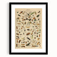 Vintage Animal Art: Scientific Insect Illustration Wall Print