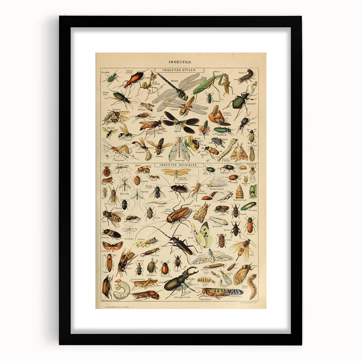 Vintage Animal Art: Scientific Insect Illustration Wall Print