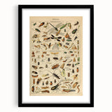 Vintage Animal Art: Scientific Insect Illustration Wall Print