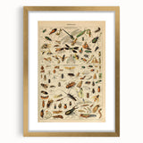 Vintage Animal Art: Scientific Insect Illustration Wall Print