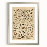 Vintage Animal Art: Scientific Insect Illustration Wall Print