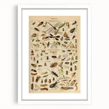 Vintage Animal Art: Scientific Insect Illustration Wall Print
