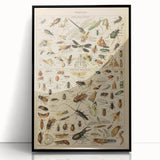 Vintage Animal Art: Scientific Insect Illustration Wall Print