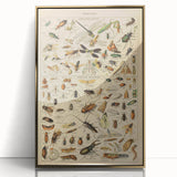 Vintage Animal Art: Scientific Insect Illustration Wall Print