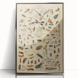 Vintage Animal Art: Scientific Insect Illustration Wall Print