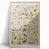 Vintage Animal Art: Scientific Insect Illustration Wall Print