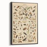 Vintage Animal Art: Scientific Insect Illustration Wall Print