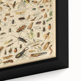 Vintage Animal Art: Scientific Insect Illustration Wall Print