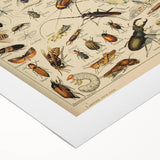 Vintage Animal Art: Scientific Insect Illustration Wall Print