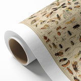 Vintage Animal Art: Scientific Insect Illustration Wall Print