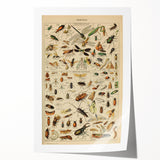 Vintage Animal Art: Scientific Insect Illustration Wall Print