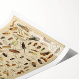Vintage Animal Art: Scientific Insect Illustration Wall Print