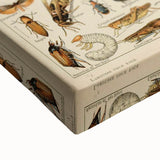 Vintage Animal Art: Scientific Insect Illustration Wall Print