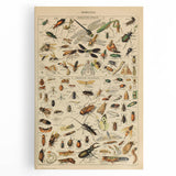 Vintage Animal Art: Scientific Insect Illustration Wall Print