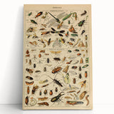 Vintage Animal Art: Scientific Insect Illustration Wall Print