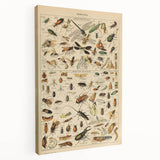 Vintage Animal Art: Scientific Insect Illustration Wall Print