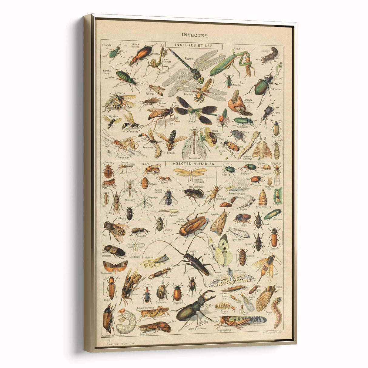 Vintage Animal Art: Scientific Insect Illustration Wall Print