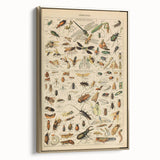 Vintage Animal Art: Scientific Insect Illustration Wall Print