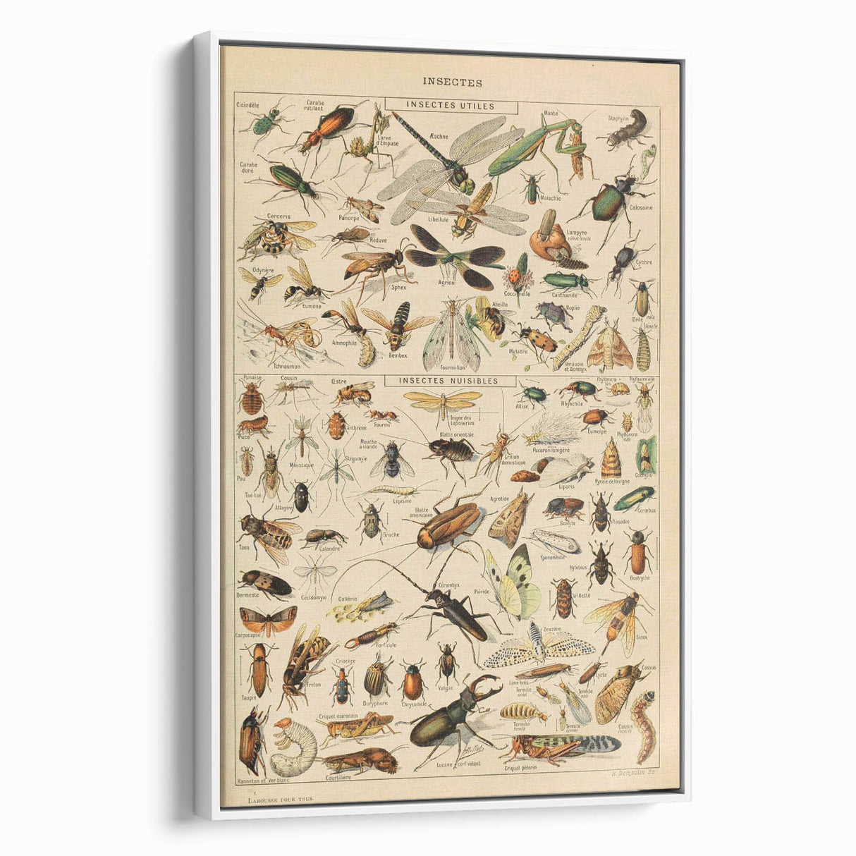 Vintage Animal Art: Scientific Insect Illustration Wall Print