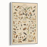 Vintage Animal Art: Scientific Insect Illustration Wall Print