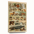Vintage Animal Art: Retro Mammal Illustration Wall Print