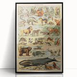 Vintage Animal Art: Retro Mammal Illustration Wall Print