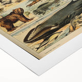 Vintage Animal Art: Retro Mammal Illustration Wall Print
