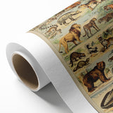 Vintage Animal Art: Retro Mammal Illustration Wall Print