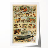 Vintage Animal Art: Retro Mammal Illustration Wall Print