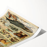 Vintage Animal Art: Retro Mammal Illustration Wall Print
